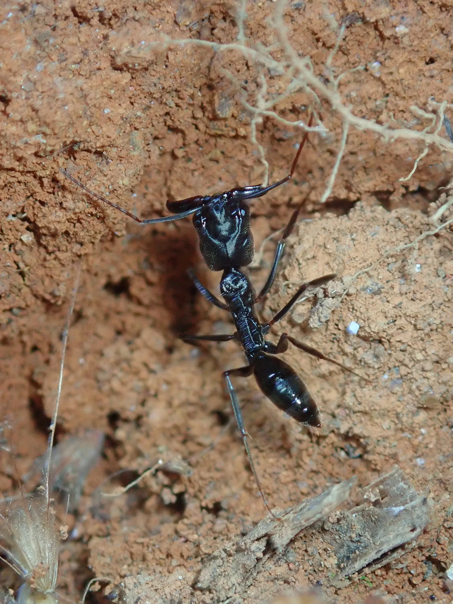 Živý jedinec Odontomachus haematodus na půdě