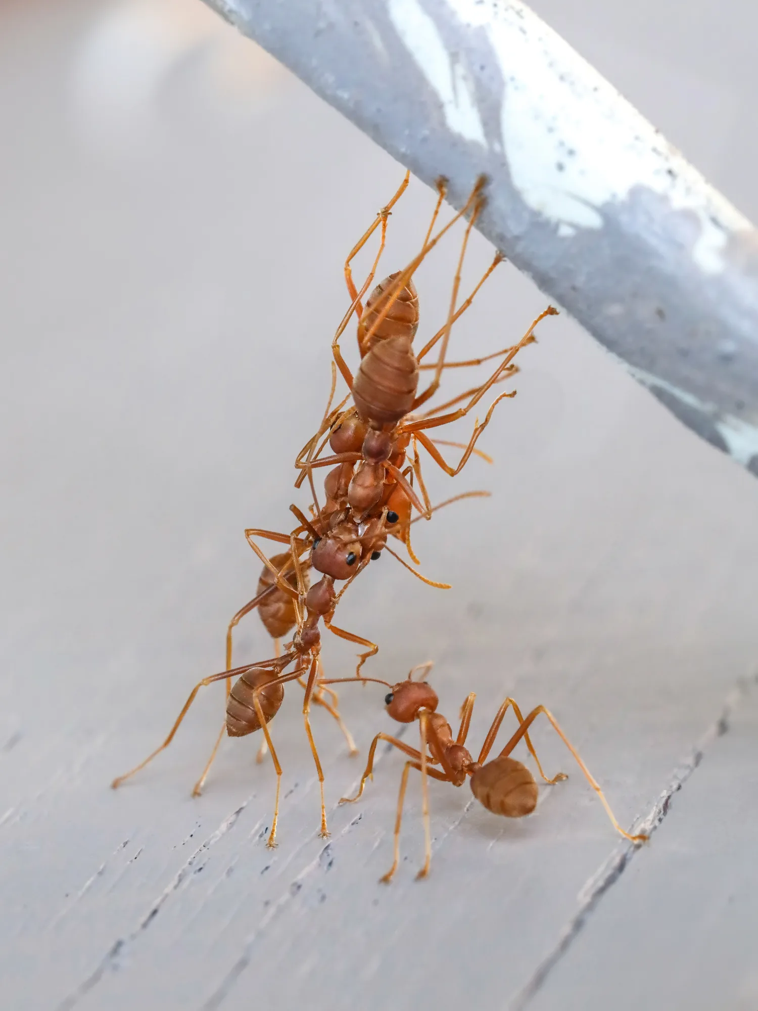 Několik dělnic Oecophylla smaragdina se drží jedna druhé pod hranou zábradlí