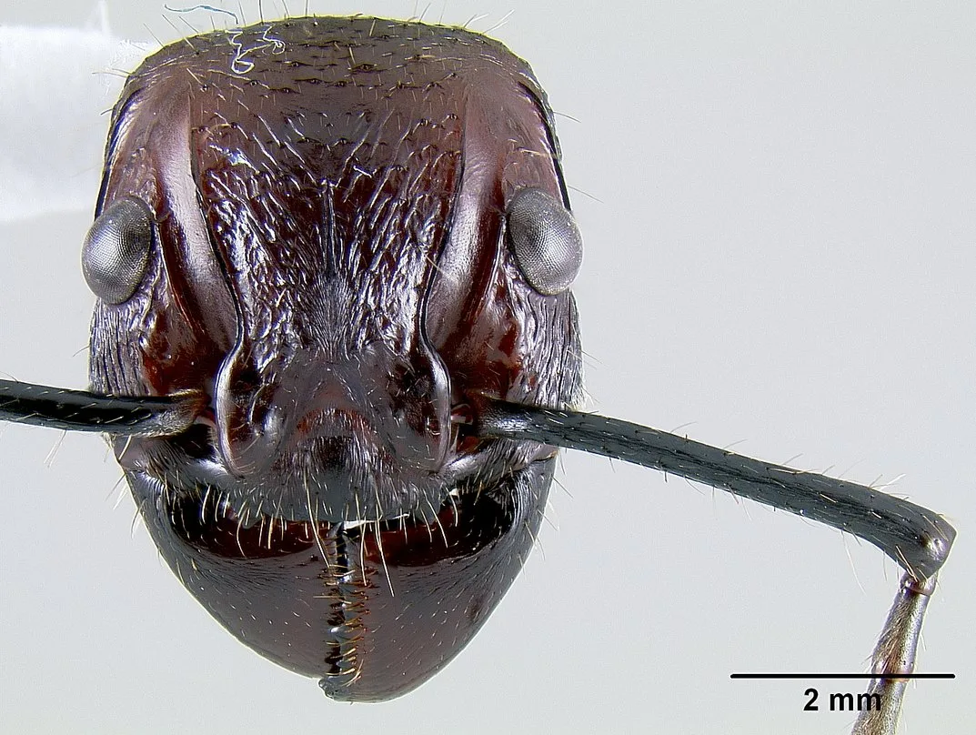 Detail hlavy sbírkového exempláře Paraponera clavata při pohledu zpředu