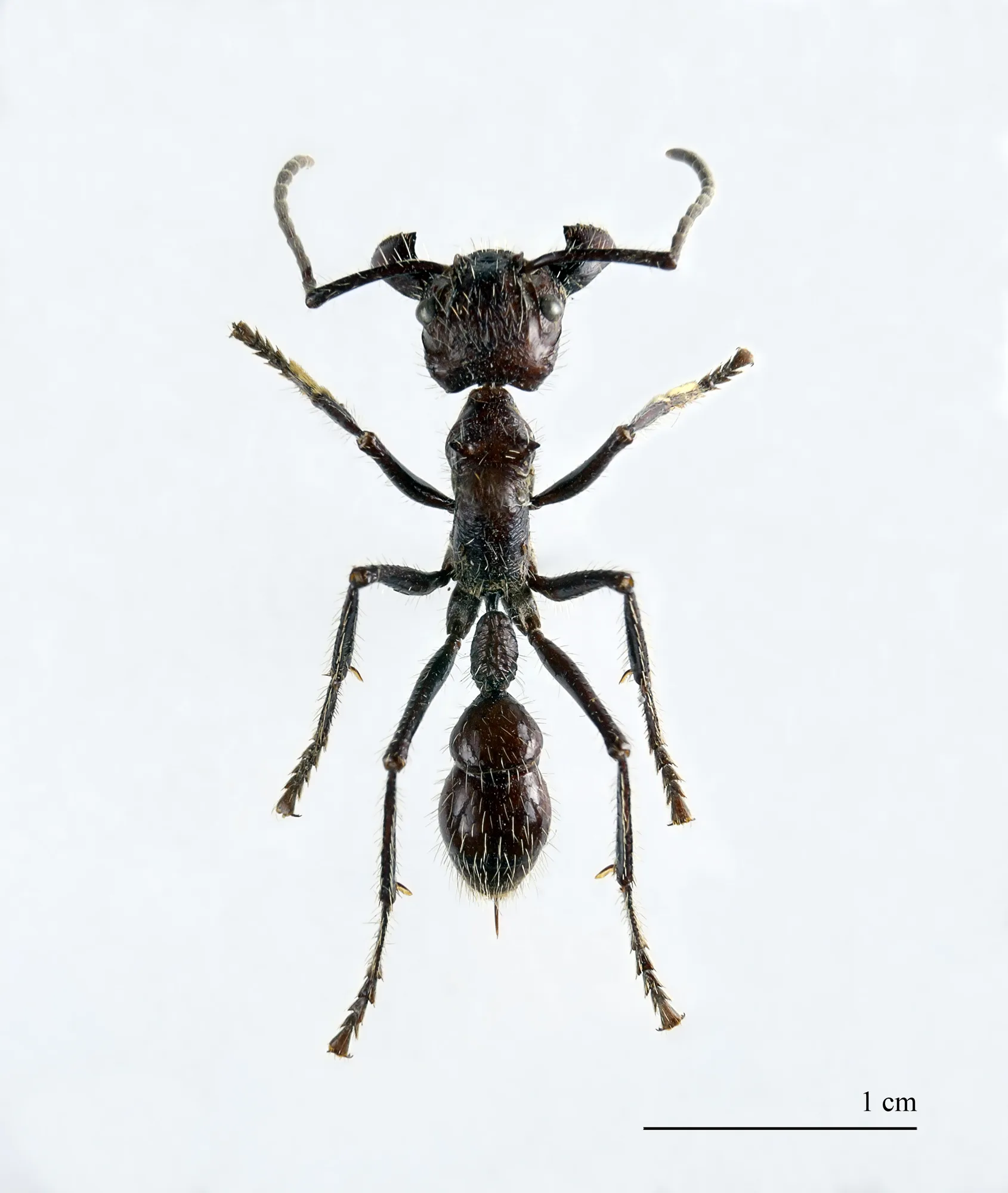 Sbírkový exemplář Paraponera clavata v pohledu shora vedle centimetrové stupnice