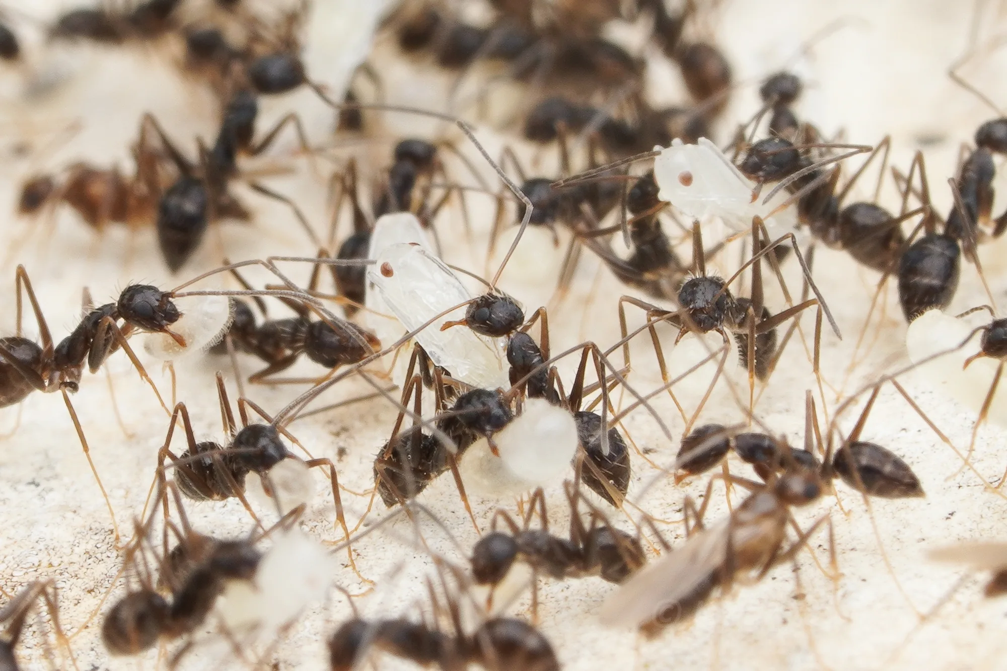 Skupina živých jedinců Paratrechina longicornis na zeleném podkladu
