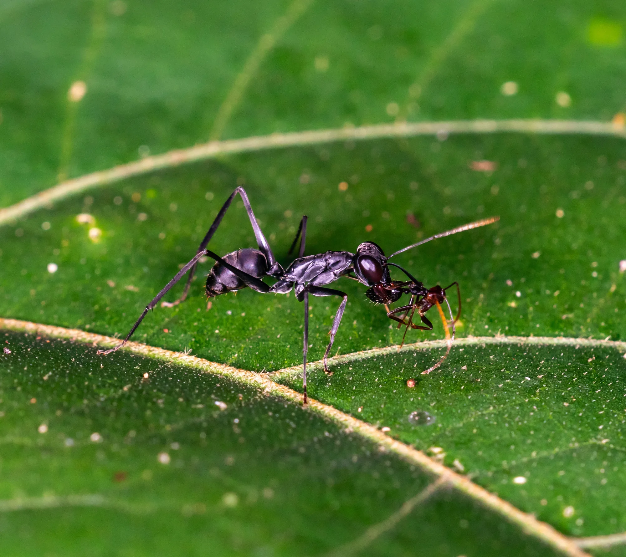 Živý jedinec Paratrechina longicornis na zeleném listu