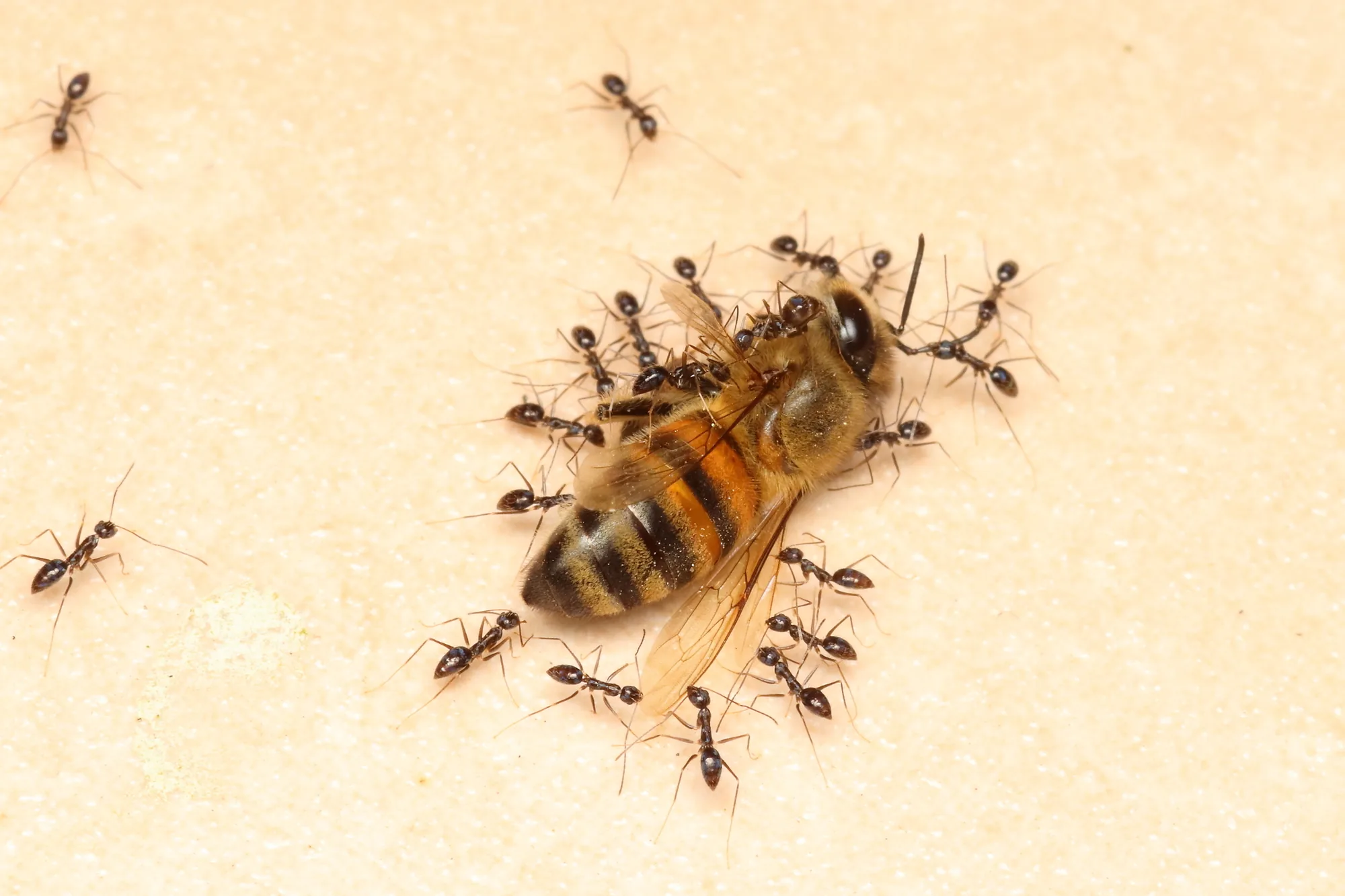 Skupina Paratrechina longicornis kolem jiného hmyzu