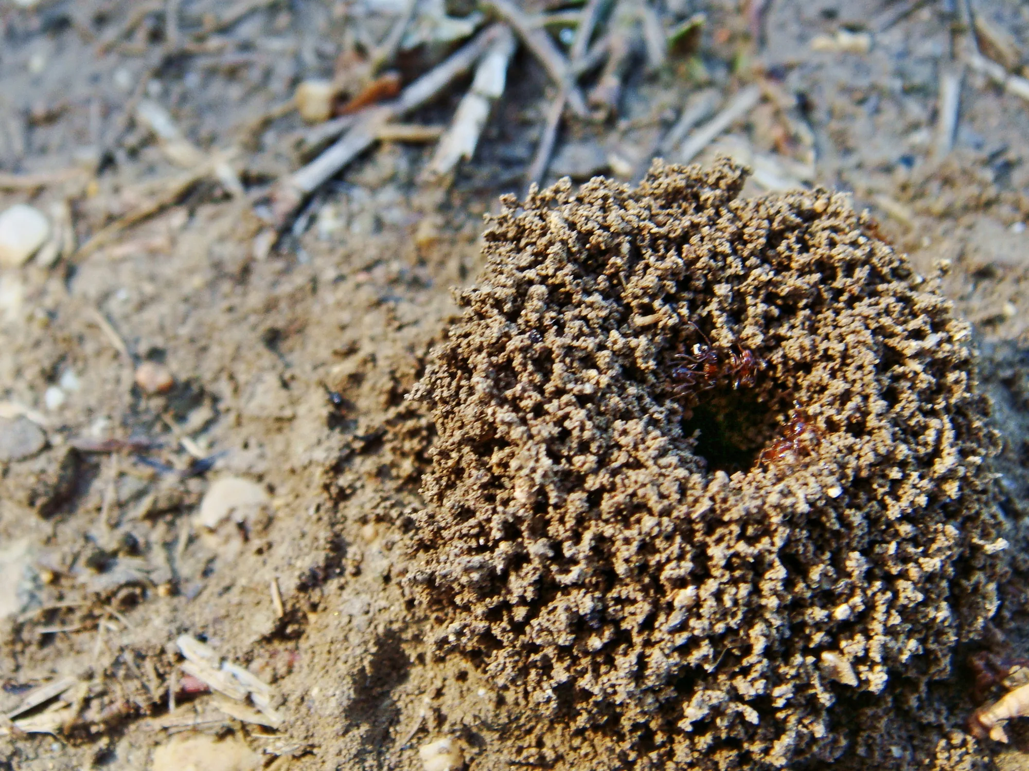 Pheidole pallidula u vstupu do hnízda v půdě
