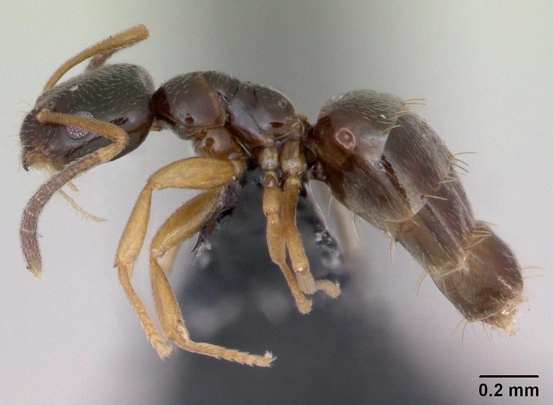 Drobná hnědá dělnice mravence titěrného Plagiolepis pygmaea z profilu se stupnicí