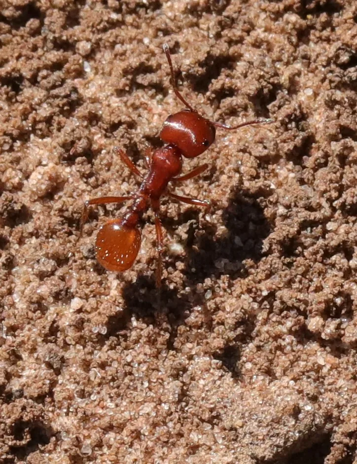 Rezavá dělnice Pogonomyrmex barbatus fotografovaná shora na hrubé půdě