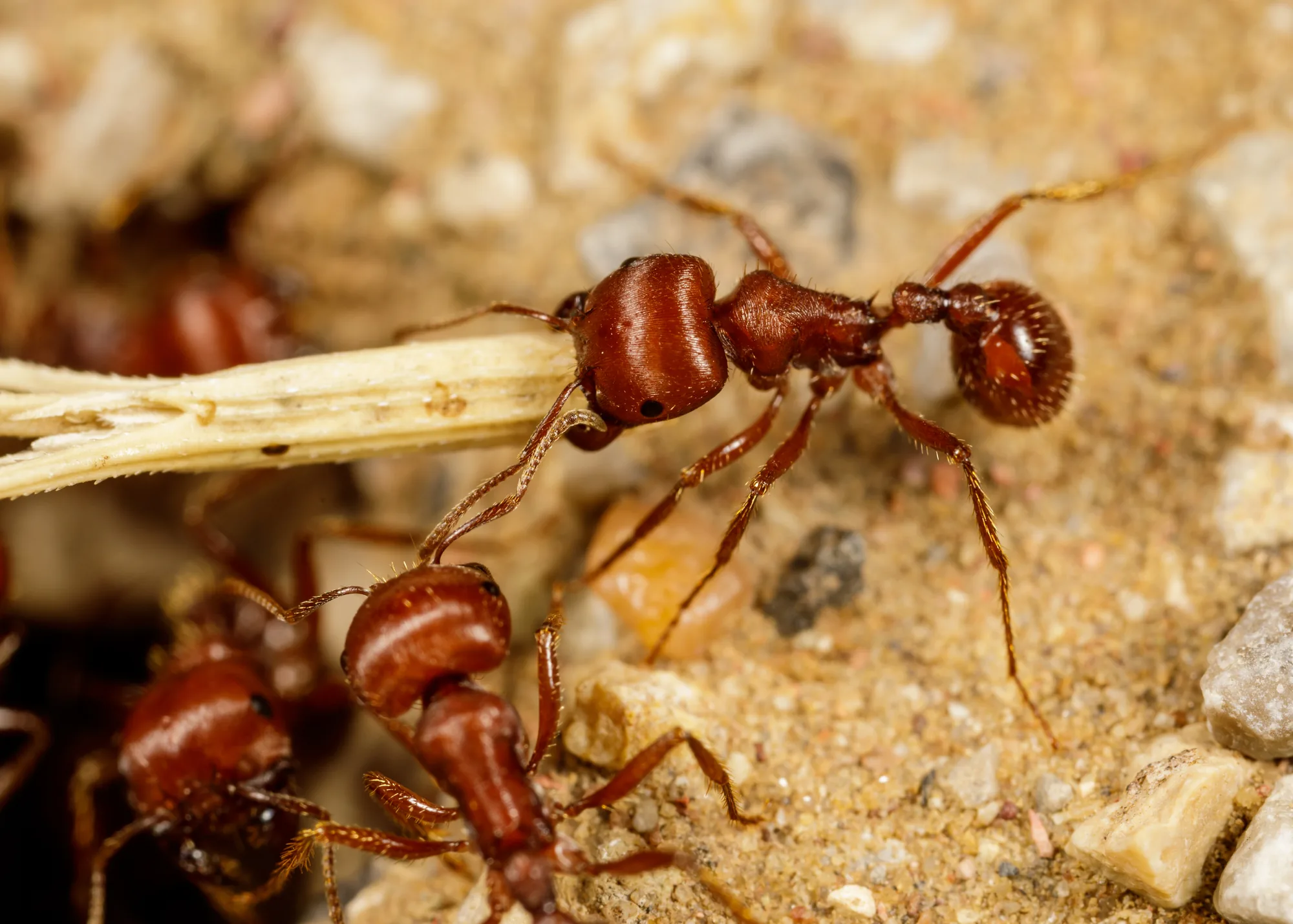 Několik rezavých dělnic Pogonomyrmex barbatus kolem suchého stébla na písku