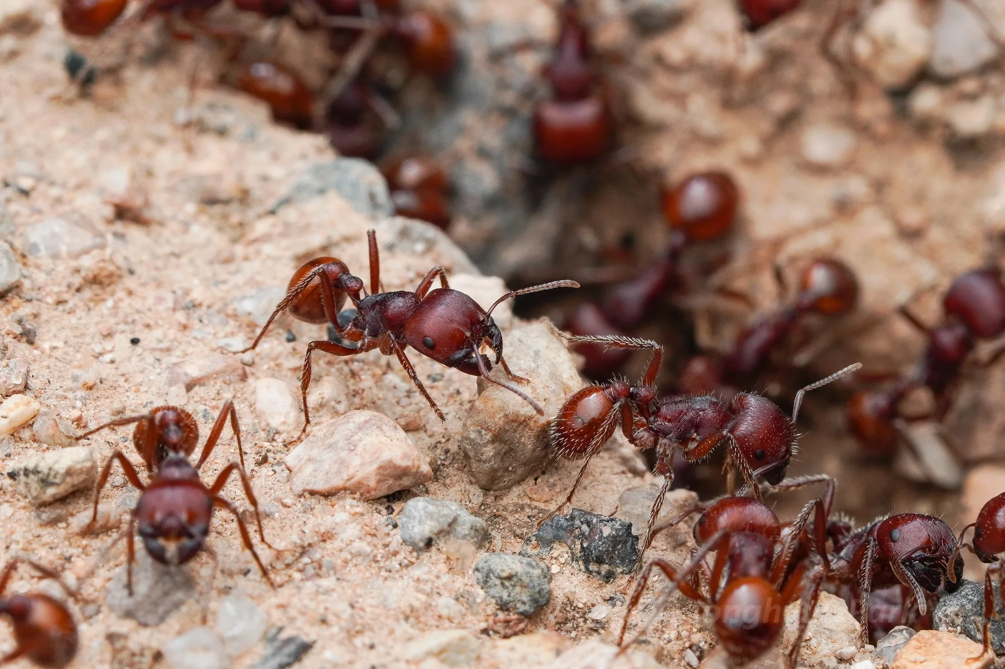 Skupina rezavých dělnic Pogonomyrmex barbatus na světlé kamenité půdě