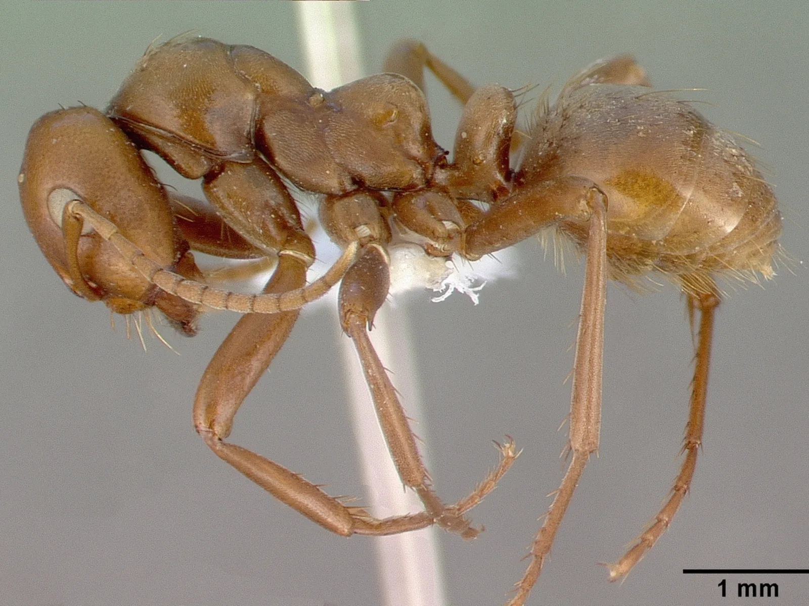 Preparovaná rezavě hnědá dělnice Polyergus rufescens v bočním pohledu