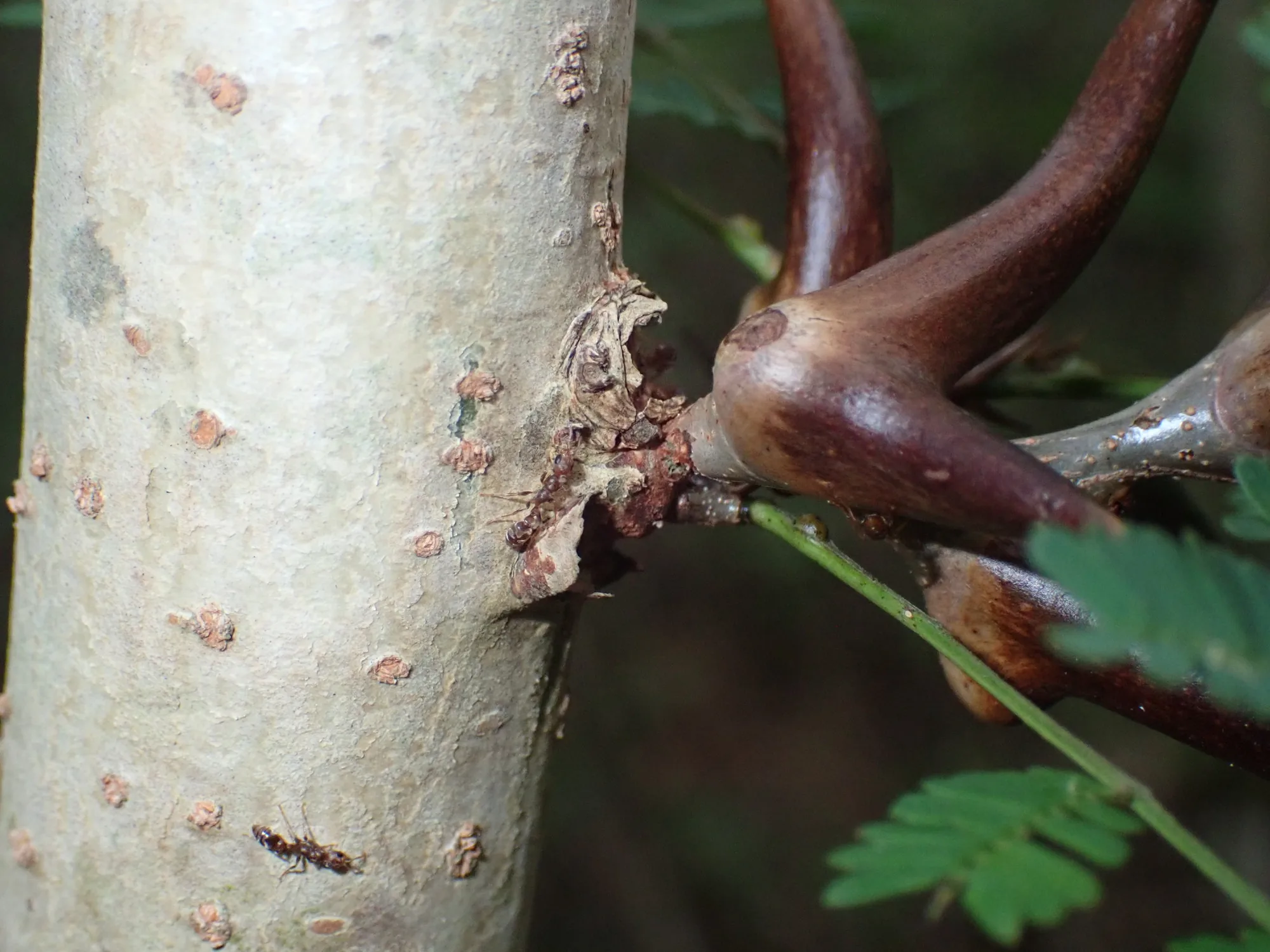 Dělnice Pseudomyrmex ferrugineus u báze velkého trnu na větvi