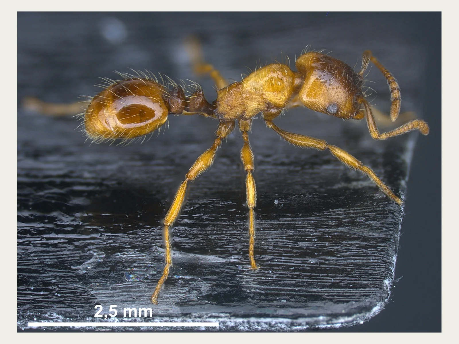 Dělnice Strongylognathus kratochvili ANTWEB1041373 z Mohelna z profilu se stupnicí