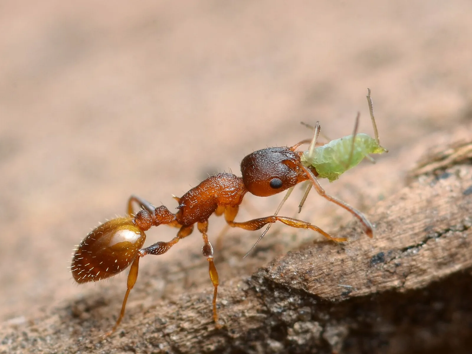 Drobná oranžovohnědá dělnice Temnothorax affinis u zelené mšice na větvi