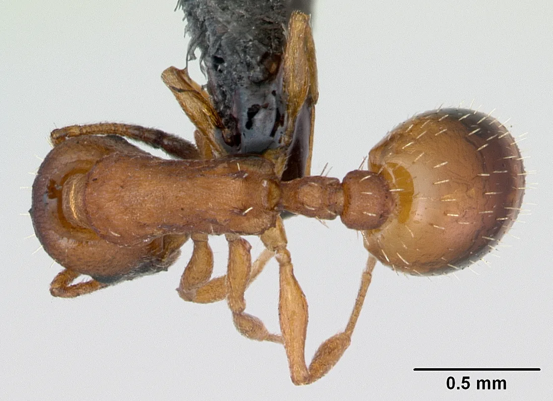 Dokladový exemplář Temnothorax albipennis CASENT0173192 při pohledu shora s měřítkem