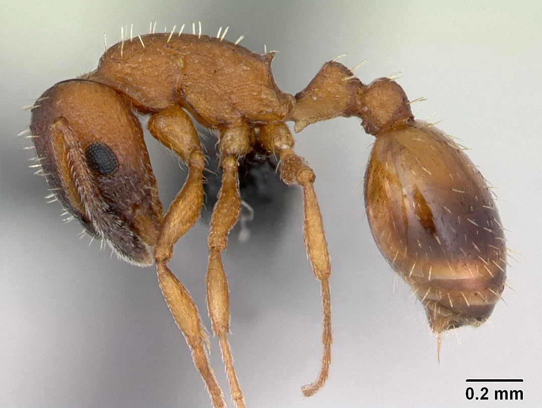 Dokladový exemplář Temnothorax albipennis CASENT0173192 z boku s měřítkem