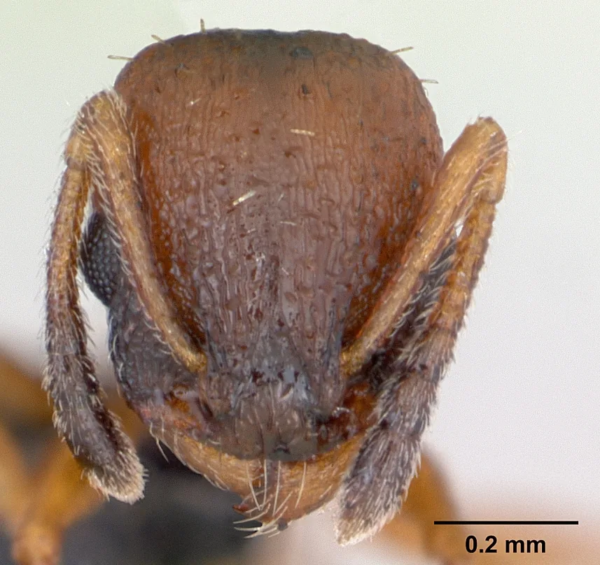 Hlava dokladového exempláře Temnothorax albipennis CASENT0173192 zepředu s měřítkem