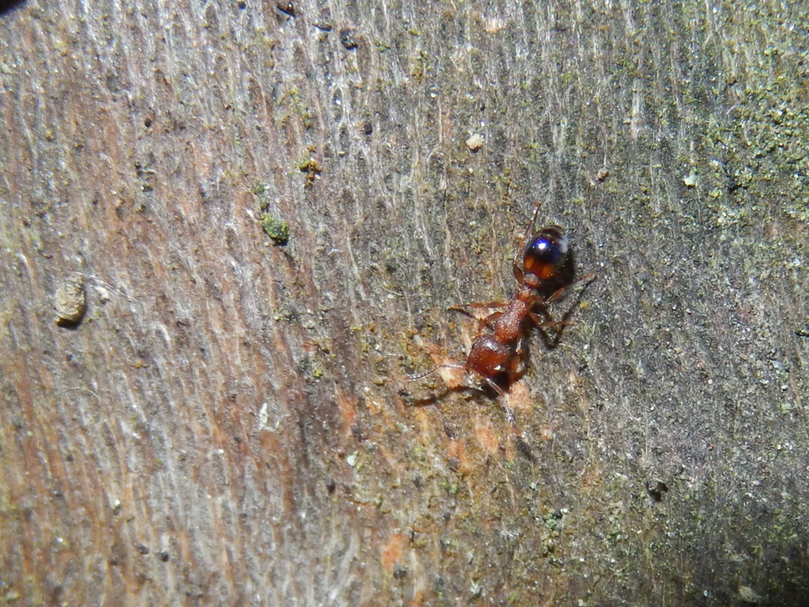 Živá dělnice Temnothorax clypeatus na odkrytém dřevě stromu v Lednici