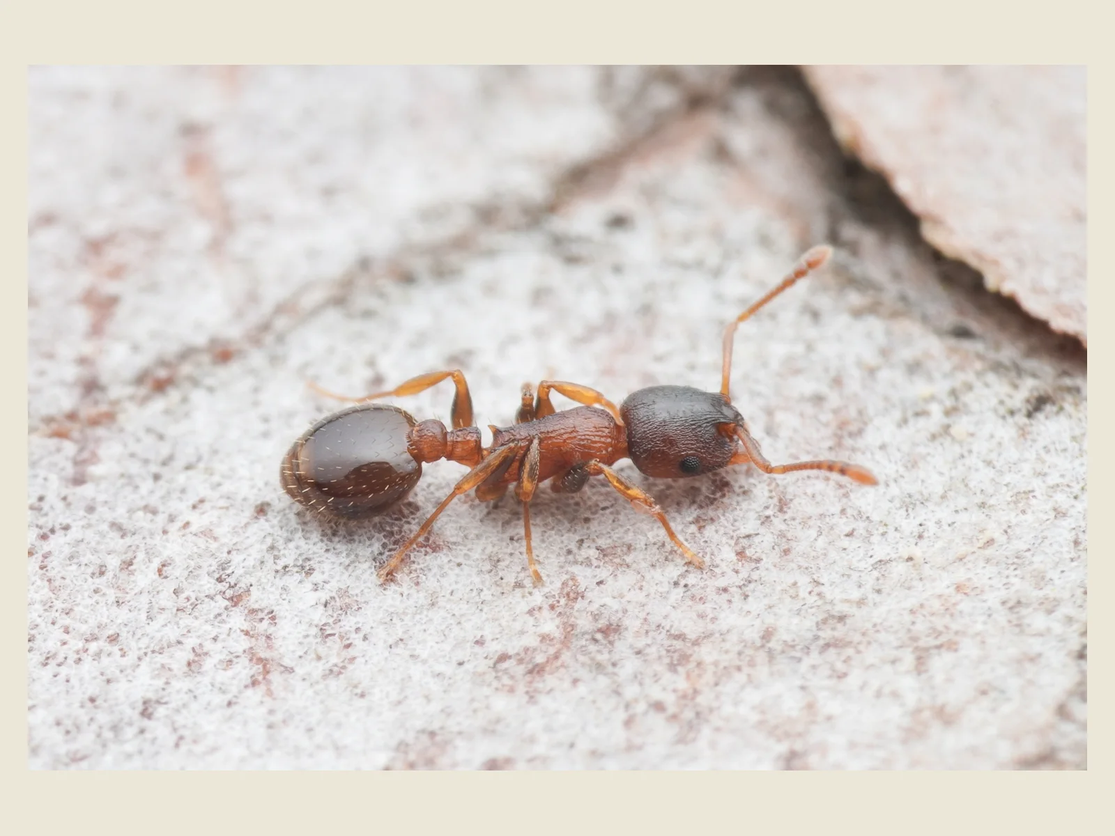 Živá dělnice Temnothorax corticalis v makrodetailu na světlém podkladu