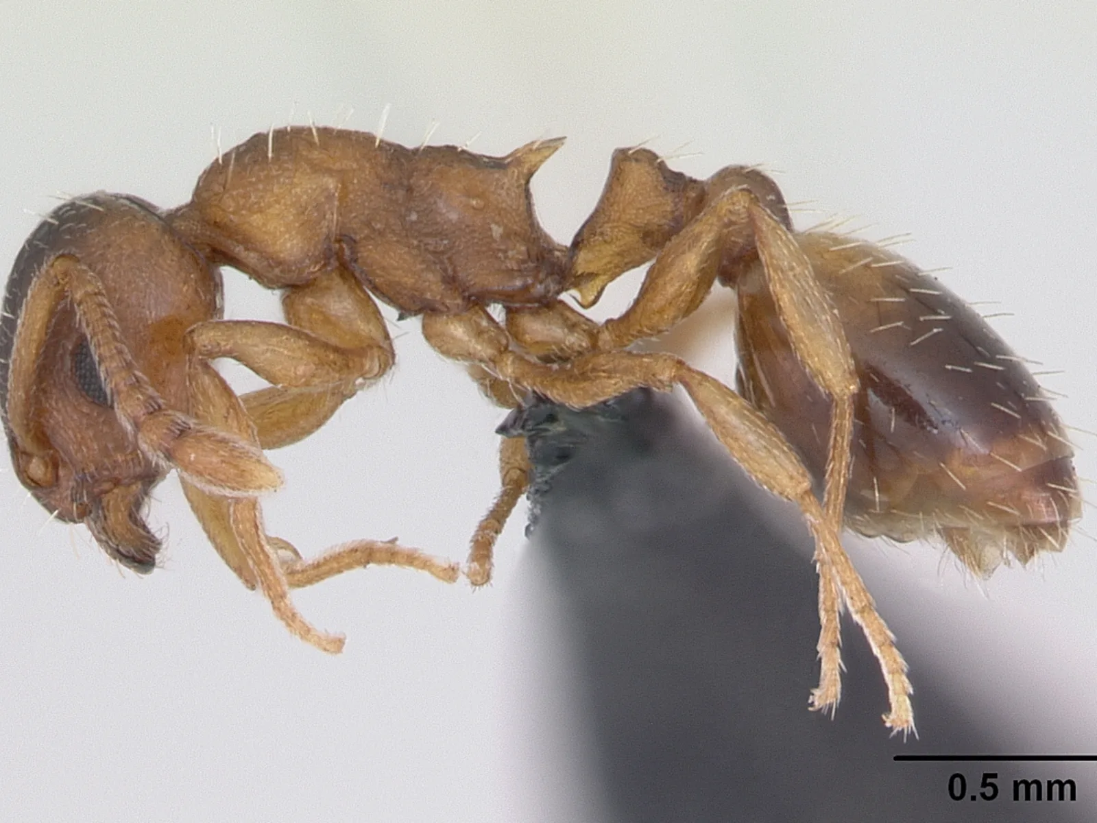 Preparovaná dělnice Temnothorax crassispinus v bočním pohledu