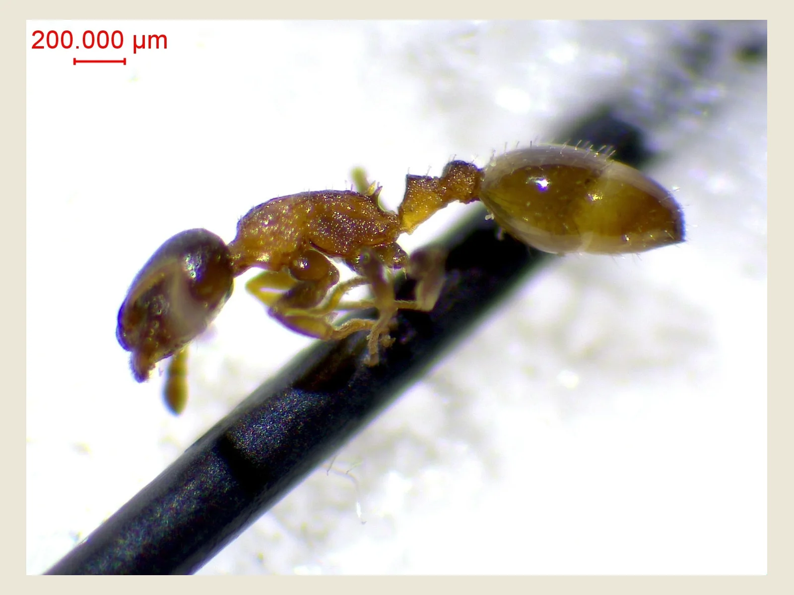 Dělnice Temnothorax jailensis fotografovaná pod mikroskopem z bočního pohledu