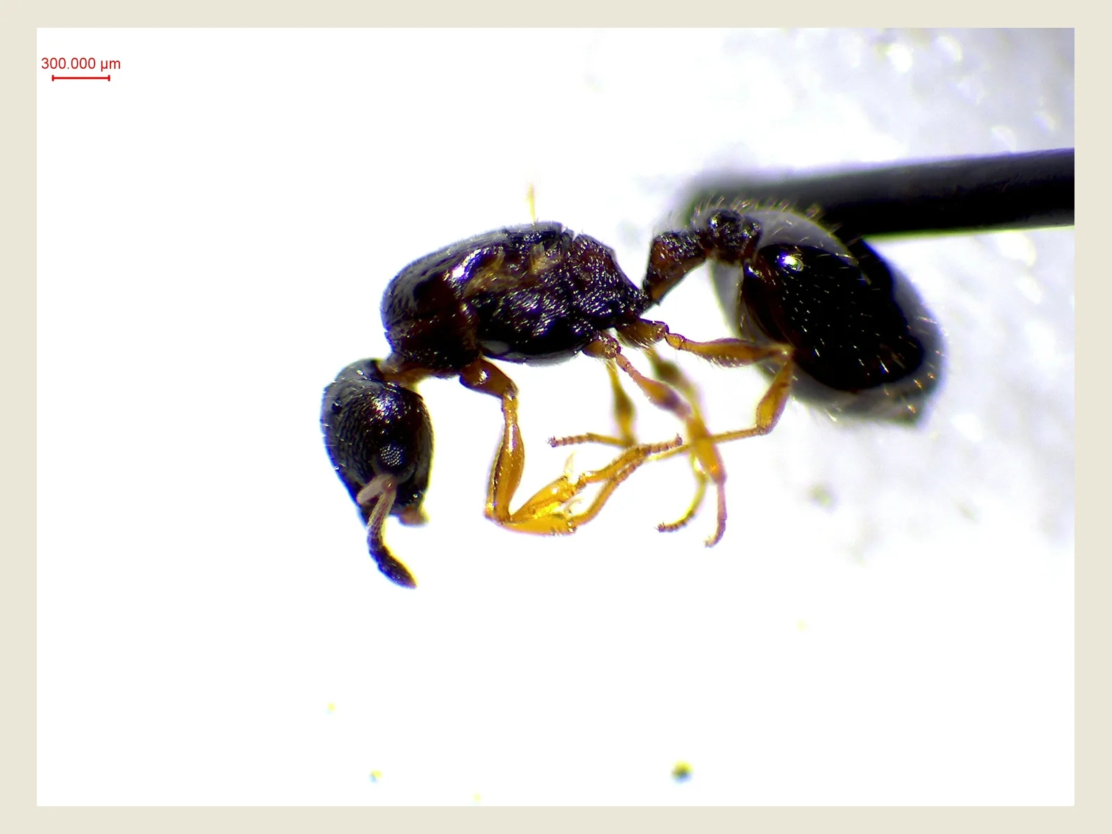 Dělnice Temnothorax nadigi fotografovaná pod mikroskopem z bočního pohledu