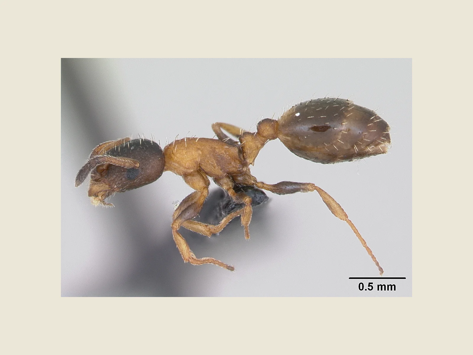 Preparovaná dělnice Temnothorax nigriceps z bočního pohledu