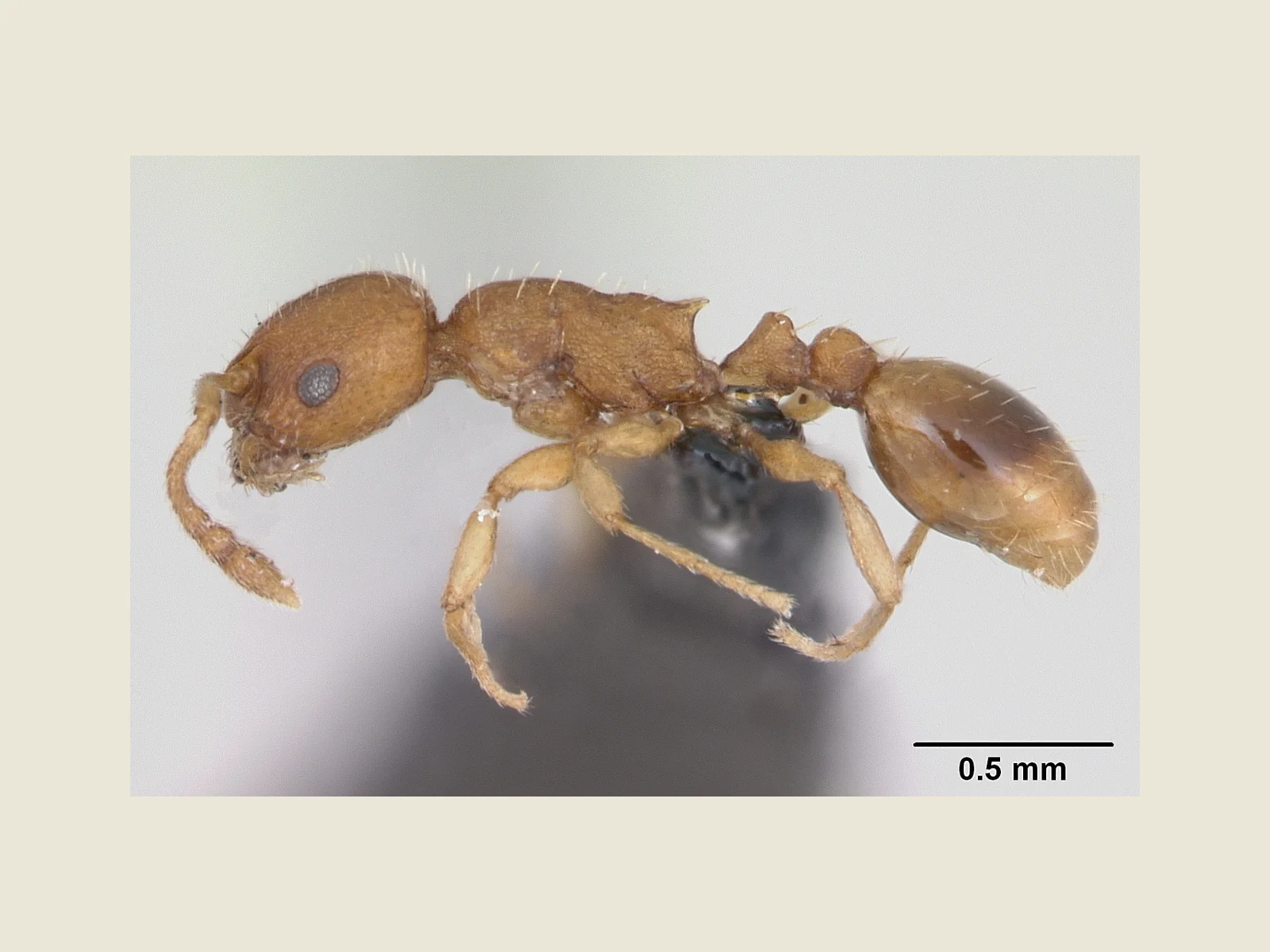 Preparovaná dělnice Temnothorax parvulus z bočního pohledu