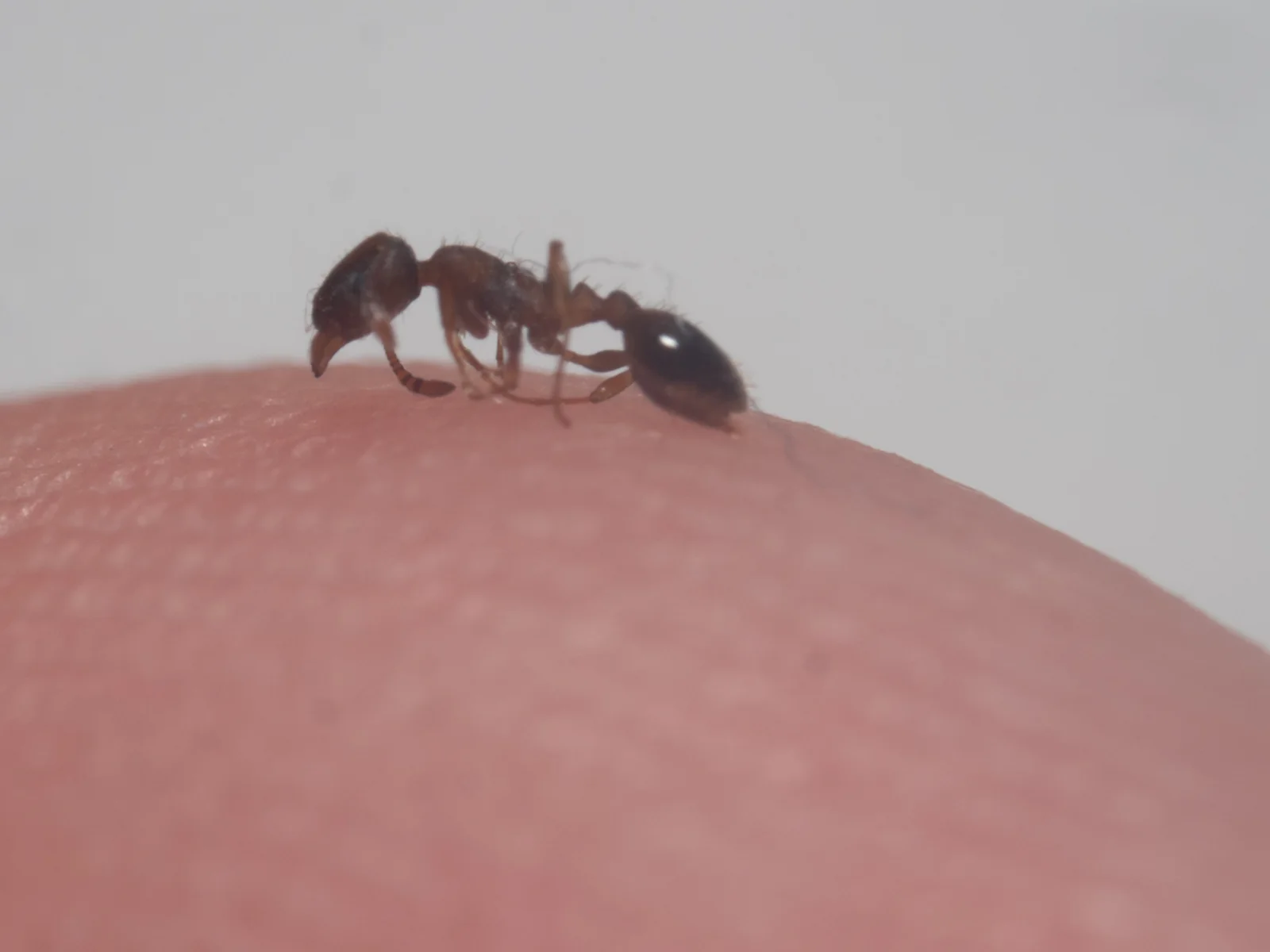 Živá dělnice současně určovaná jako Temnothorax sordidulus na lidském prstu
