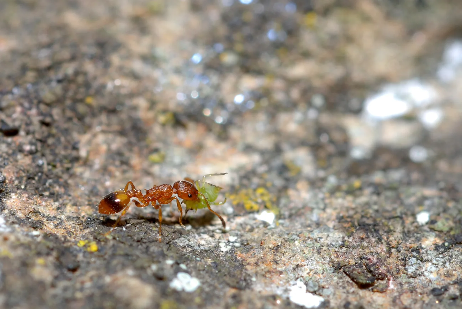 Dělnice mravence páskovaného Temnothorax unifasciatus s mšicí na skále