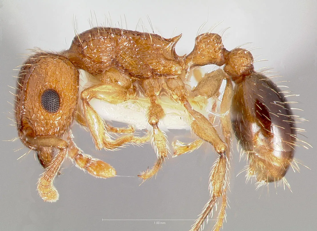 Dokladový exemplář Tetramorium bicarinatum CASENT0005826 z boku s měřítkem