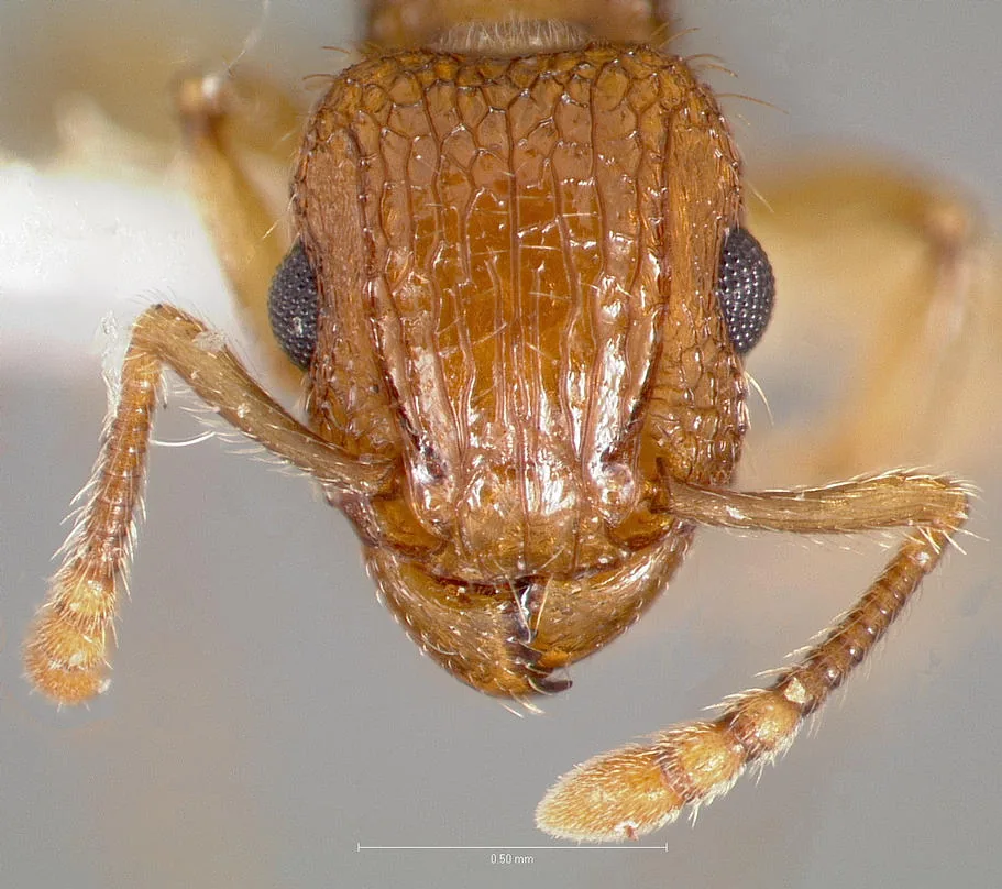 Hlava dokladového exempláře Tetramorium bicarinatum CASENT0005826 zepředu s měřítkem