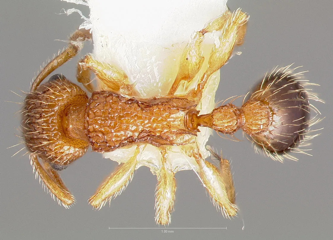 Dokladový exemplář Tetramorium bicarinatum CASENT0005826 při pohledu shora s měřítkem