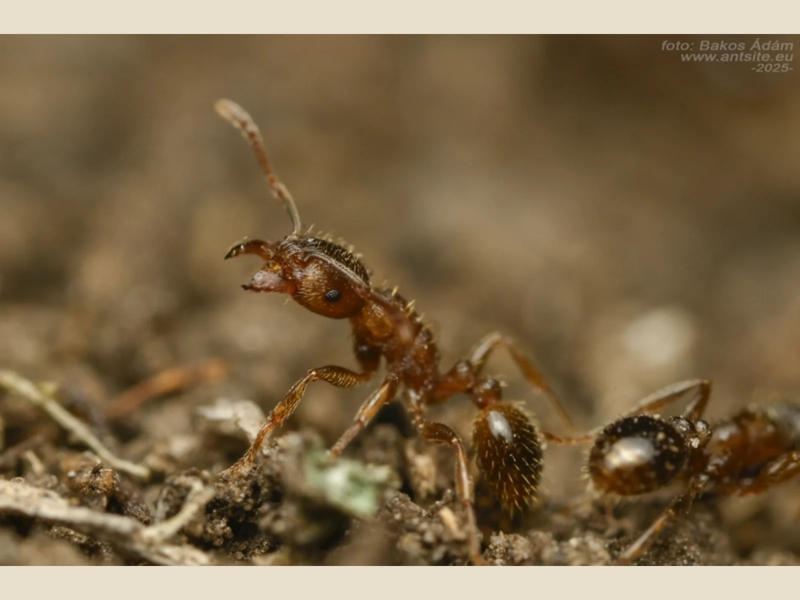 Živá dělnice Tetramorium ferox na hnědém substrátu
