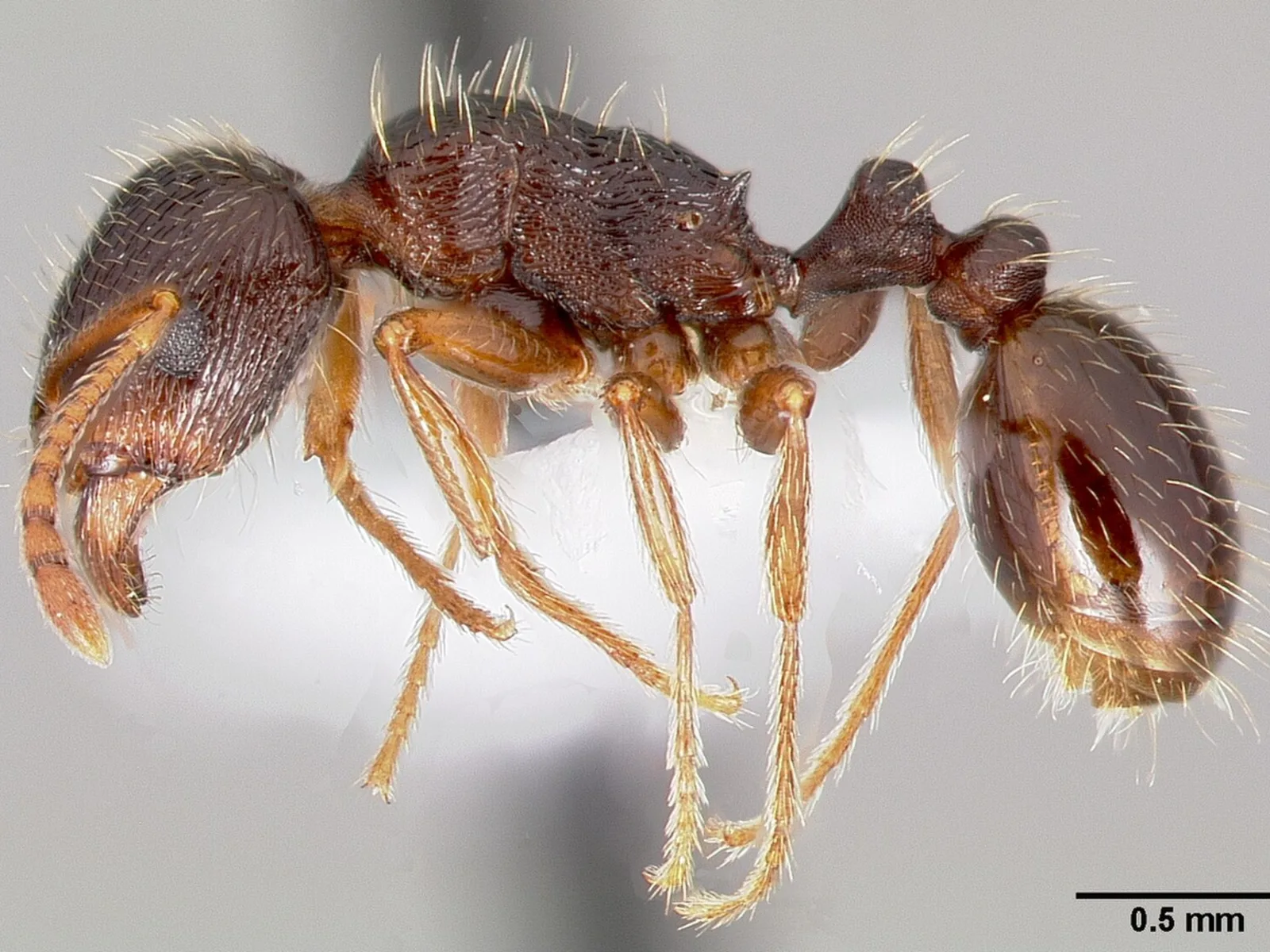 Preparovaná tmavohnědá dělnice Tetramorium immigrans v bočním pohledu