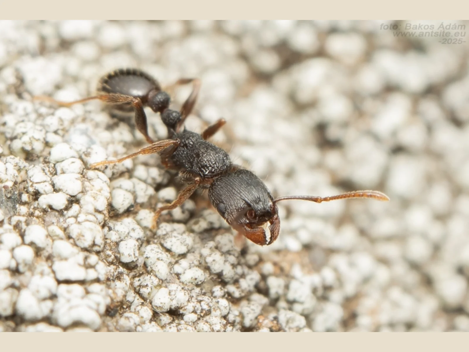 Živá dělnice Tetramorium moravicum v makrodetailu