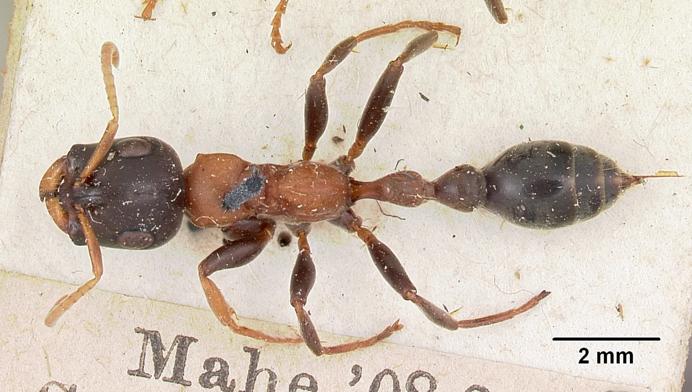 Dokladový exemplář Tetraponera rufonigra CASENT0103294 při pohledu shora s měřítkem