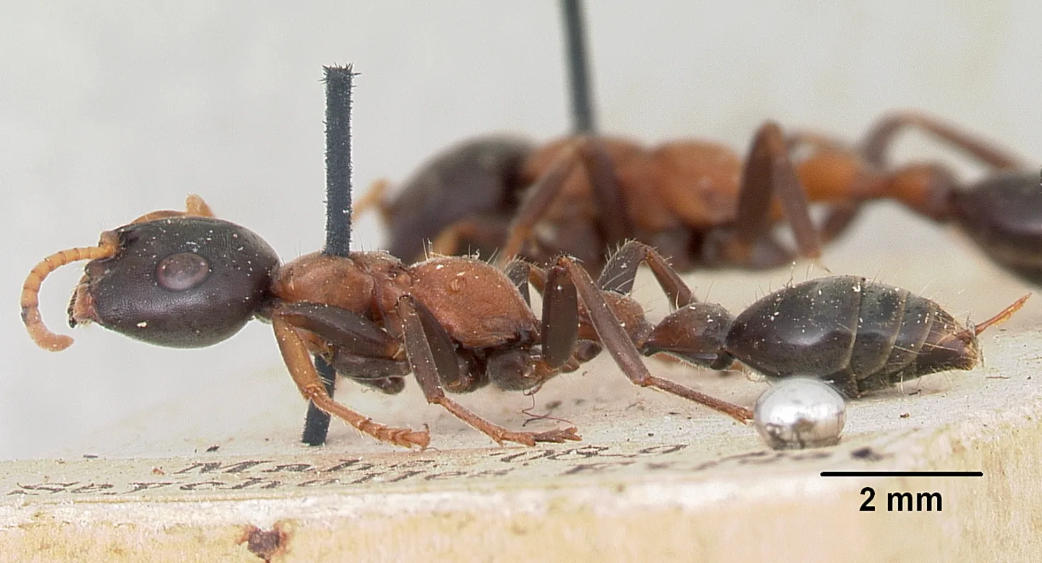 Dokladový exemplář Tetraponera rufonigra CASENT0103294 z boku s měřítkem