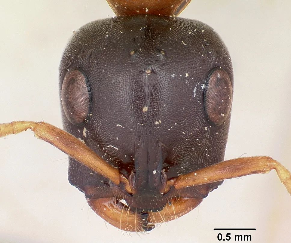 Hlava dokladového exempláře Tetraponera rufonigra CASENT0103294 zepředu s měřítkem